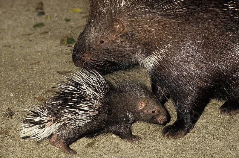Crested Porcupine (hystrix cristata), Mother and Cub