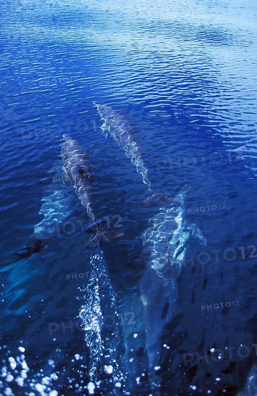 Group of dophins in Mexico