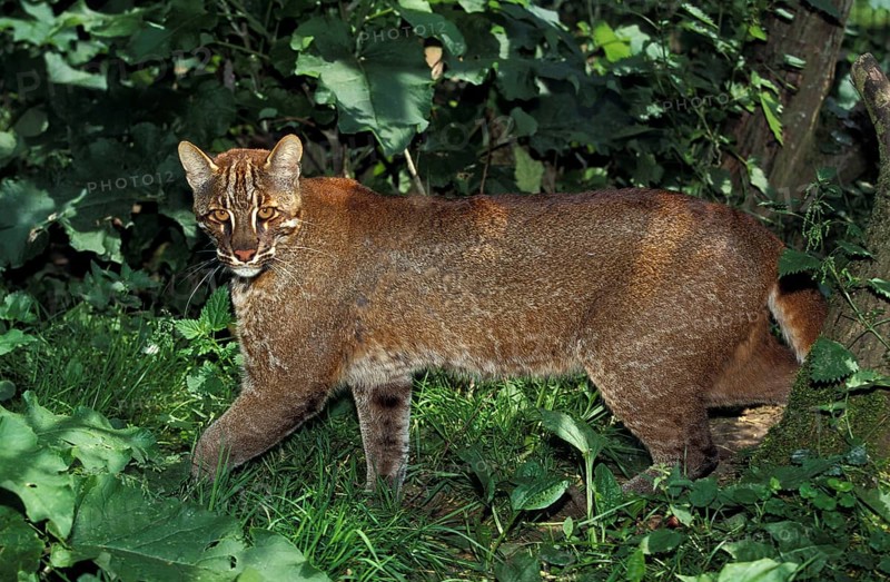 Asian golden cat or temmink cat, catopuma temmincki, adult