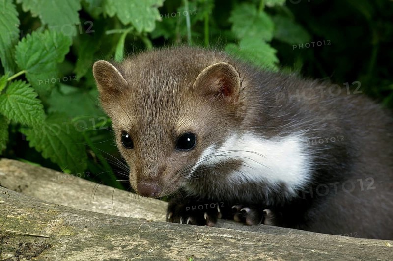 Beech marten (martes foina), young on stump