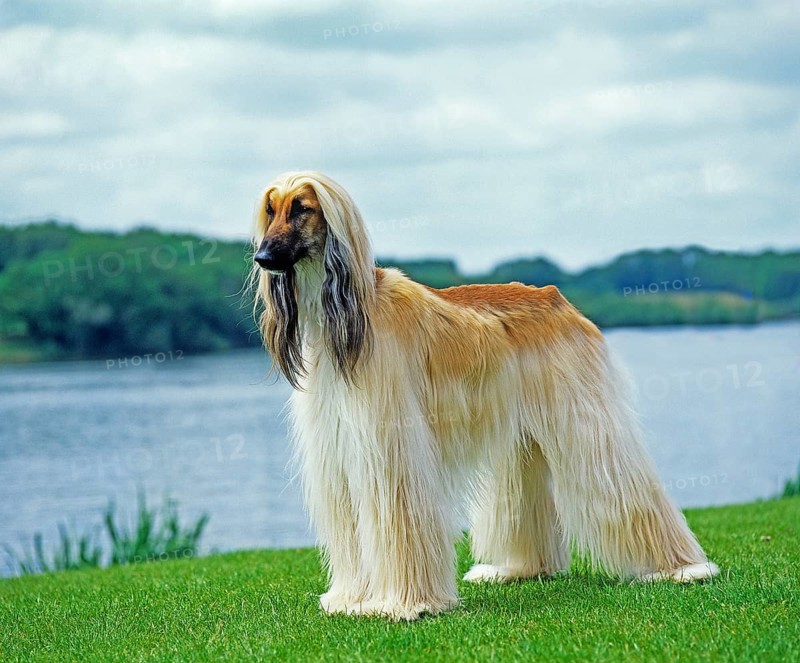Afghan hound, adult standing by the lake