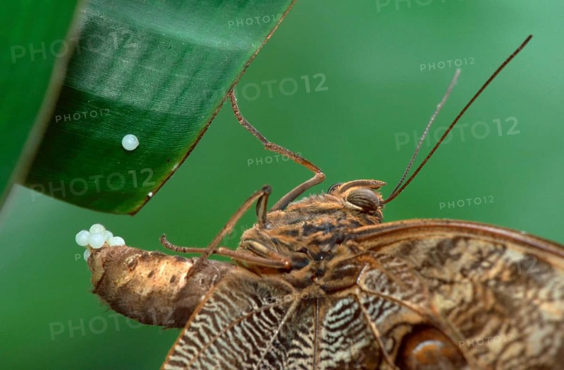 Owl Butterfly, female, lying pale owl (Caligo memnon), Owl butterfly, female, laying eggs, side, side