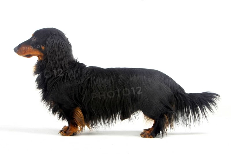 Longhair dachshund, black-red, male, dachshund, dachshund, lateral