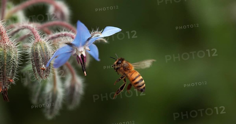 European Honey Bee (apis mellifera), Bee foraging a borage Flower, Insect in Flight, Pollination Act, Normandy