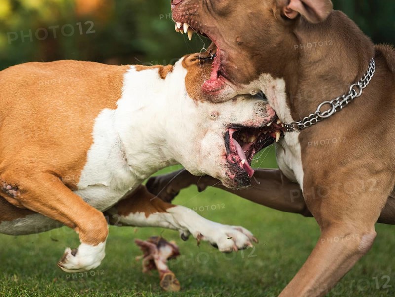 Two dogs amstaff terrier fighting over food. Young and old dog agressive behaviour. Canine theme