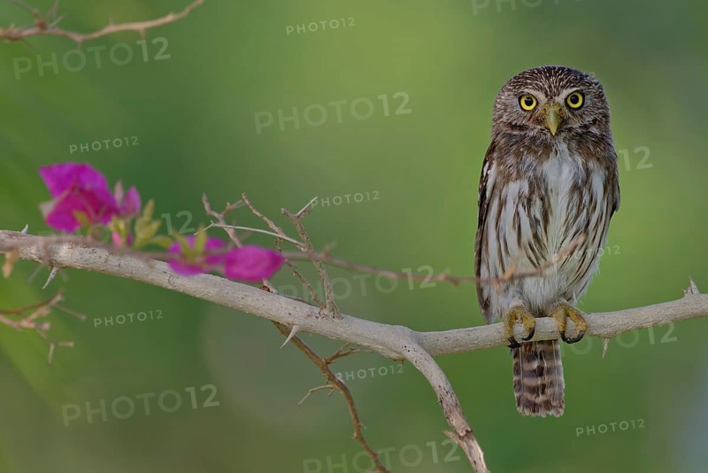 Ferruginous pygmy owl (Glaucidium brasilianum), Corozal district, Belize, Central America