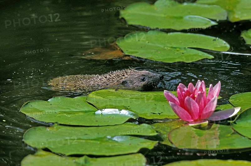 European Hedgehog (erinaceus europaeus), Adult crossing Pond, Normandy