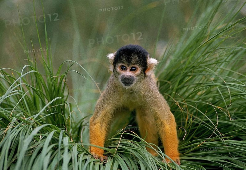 Squirrel Monkey (saimiri sciureus), Adult in Long Grass