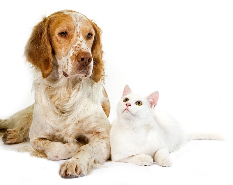 French spaniel dog (cinnamon colour) with white domestic cat against white background