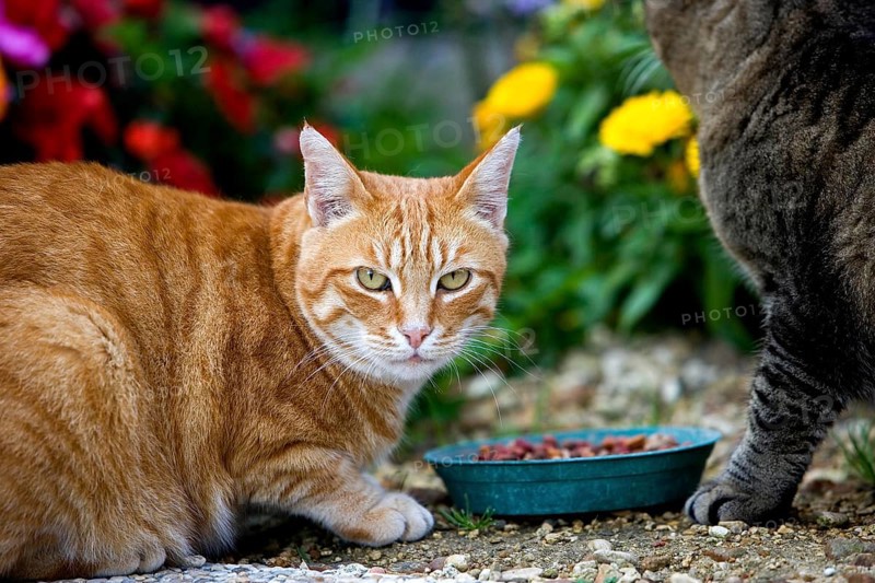 Red Tabby and Brown Tabby Domestic Cat, Cats eating, Normandy