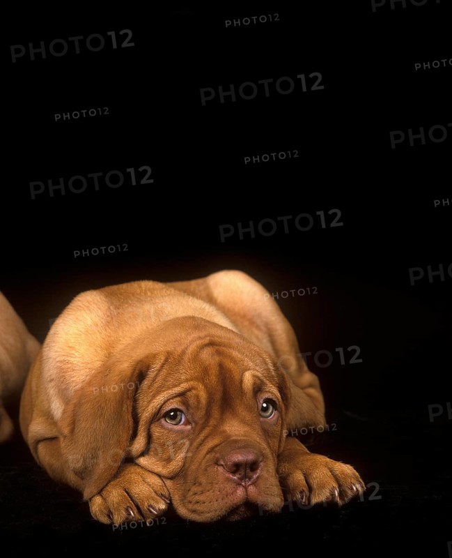 Bordeaux Mastiff Dog, Pup Laying down against Black Background