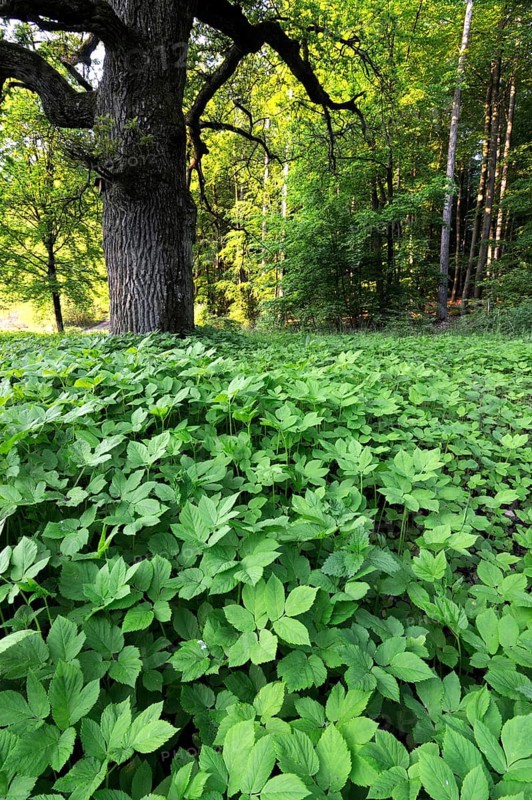 Ground elder, fenugreek, trefoil, goat's-foot, goosefoot, goat's-tail (Aegopodium podagraria)