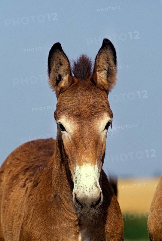 MULE, CROSSBREED OF A MALE DONKEY AND A FEMALE HORSE