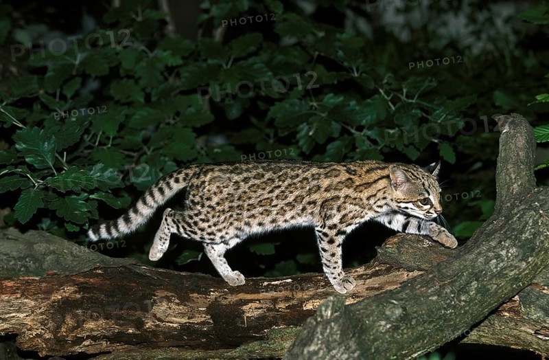 TIGER CAT OR ONCILLA (leopardus tigrinus), ADULT ON BRANCH