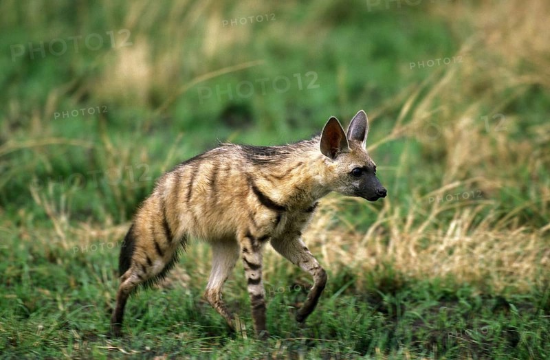 Aardwolf (proteles cristatus), Adult walking through Savannah, Kenya, Africa