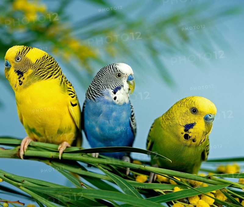 Budgerigar (melopsittacus undulatus), Group on Mimosa Branch