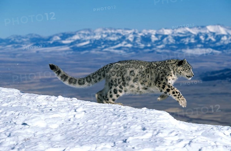 Snow leopard or ounce, uncia uncia, adult running through the mountain