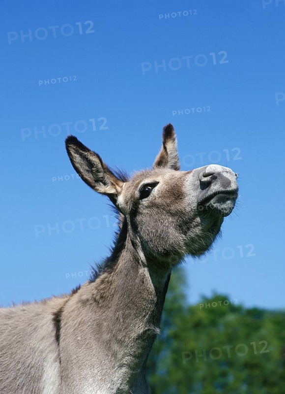 French Grey Donkey, portrait of an Adult