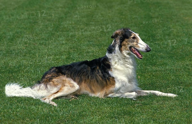 Borzoi or Russian Wolfhound, dog lying on grass