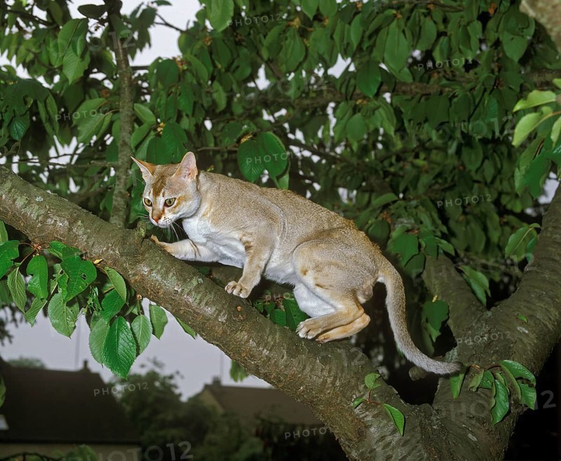 Singapura domestic cat, adult on branch