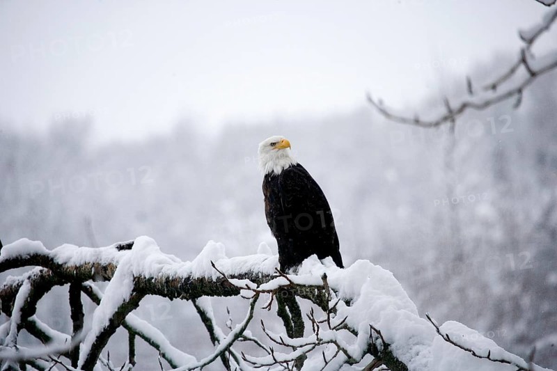 Bald Eagle (haliaeetus leucocephalus), Alaska