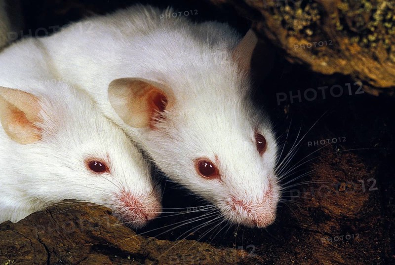 WHITE MOUSE (mus musculus), ADULT, CLOSE-UP OF HEAD