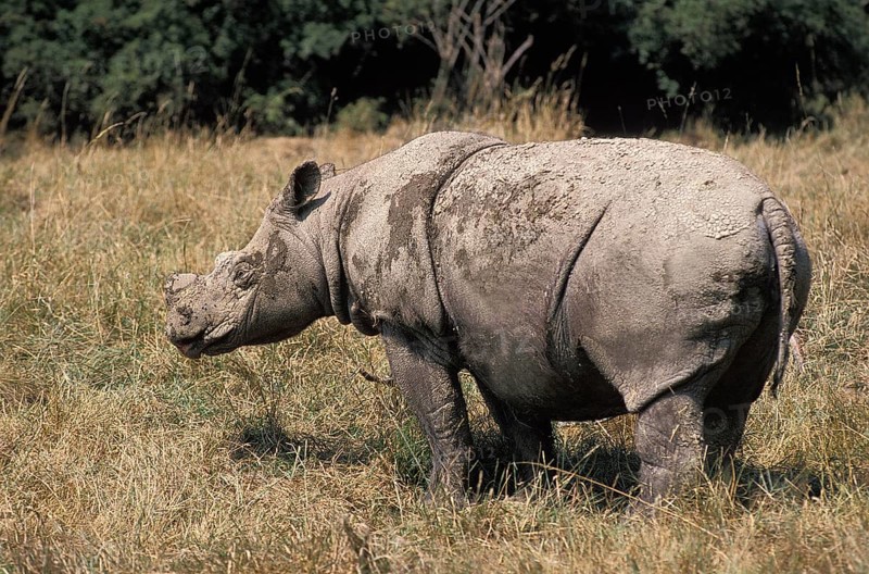 Sumatran Rhinoceros (dicerorhinus sumatrensis)