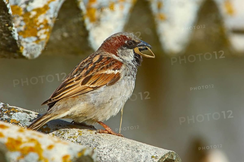House Sparrows (Passer domesticus), Andalusia, Spain, Europe