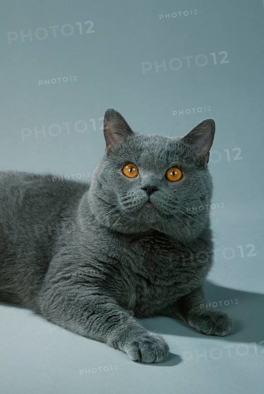 British Shorthair Cat, tomcat, blue, British Shorthair Cat, male, blue, Carthusian (Carthusian) (mammals) (mammals) (animals) (domestic cat) (domestic animal) (pet) (pedigree cats) (male) (male) (frontal) (head-on) (from front) (portrait) (portrait) (inside) (studio) (lying) (lying) (adult)