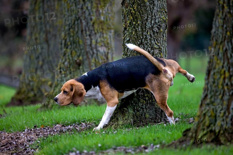 Beagle, Male, Urinating, Urinating, Urinating