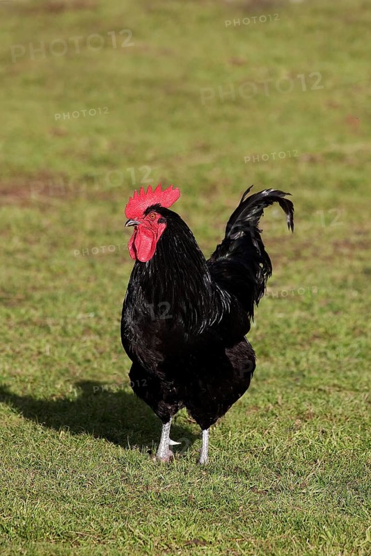 Cotentin cock, domestic chicken breed from Contentin, Normandy