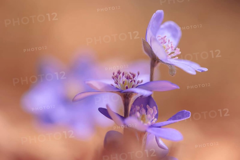 Hepatica (Hepatica nobilis), Tyrol, Austria, Europe