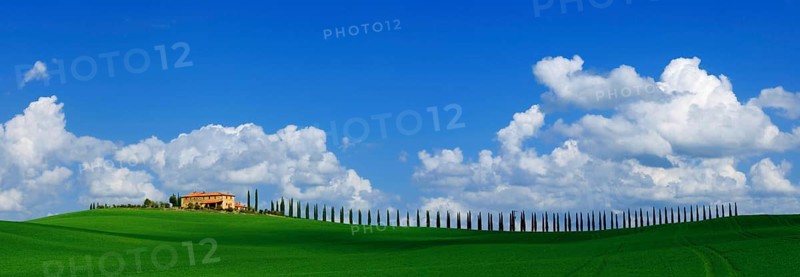 A single rural tuscan house, agroturismo, and cypress avenue, with blue sky, white clouds in April, with green cereal field, panoramic, panorama view, Tuscany, Italy, Europe