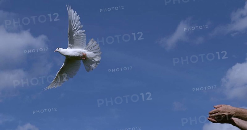 White Dove (Columba livia), Adult in flight, Taking off from Hands, Normandy in France