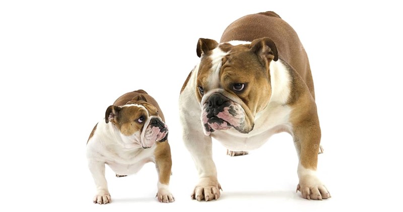 English Bulldog, Female against White Background