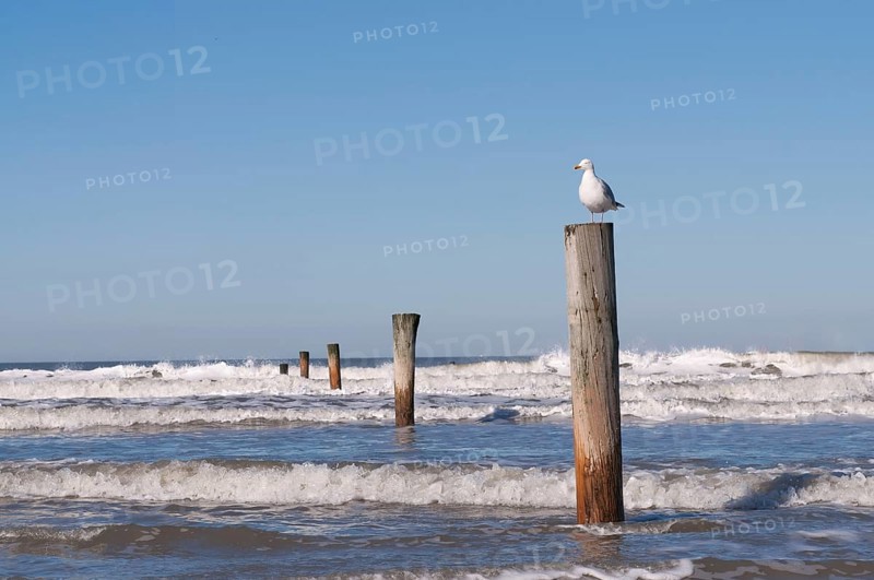 European herring gull (Larus argentatus) on a wooden pole, surf, North Sea, Norderney, East Frisian Islands, Lower Saxony, Germany, Europe