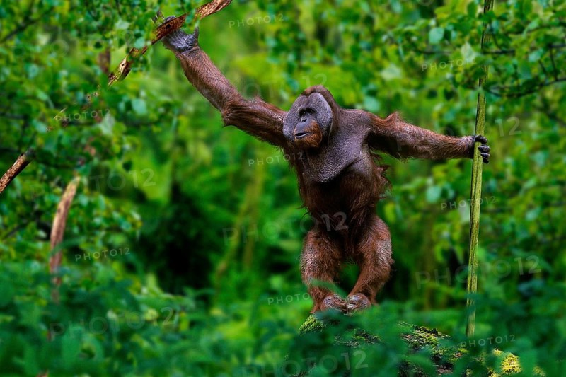 Sumatran orangutan, male (Pongo pygmaeus abelii), male