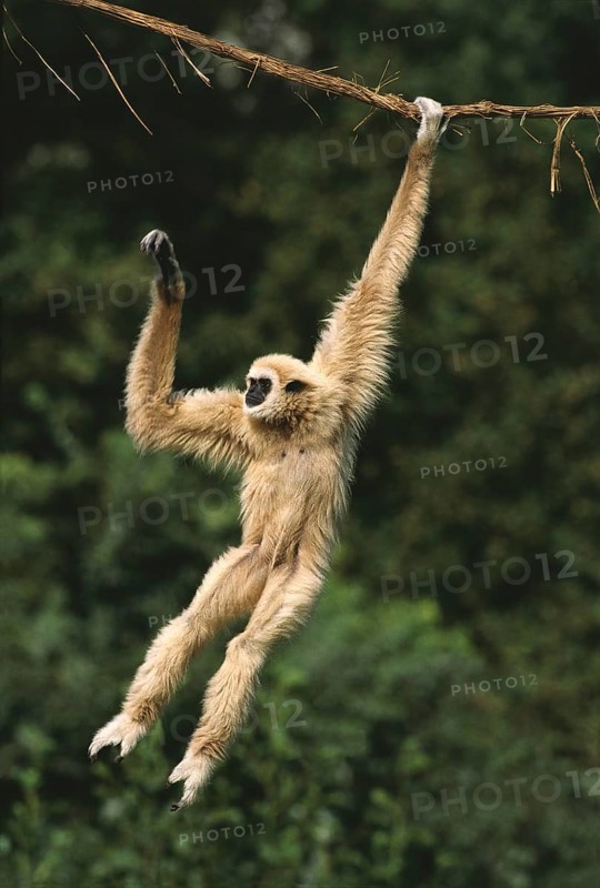 White-Handed Gibbon (hylobates lar), Adult Hanging from Liana