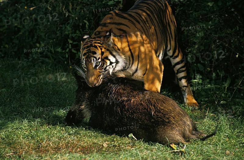Sumatran Tiger (panthera tigris sumatrae), Adult hunting Wild boar