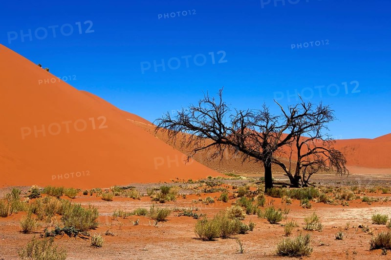 Dune 45, Sossulsvlei Dunes in Namib Desert, Namib Naukluft Park in Namibia
