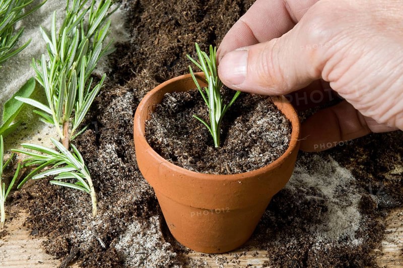 Planting of rosemary (Rosmarinus officinalis), cuttings, rosemary cuttings, cultivation