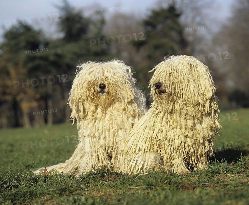 Hungarian Puli dog, adult sitting on grass