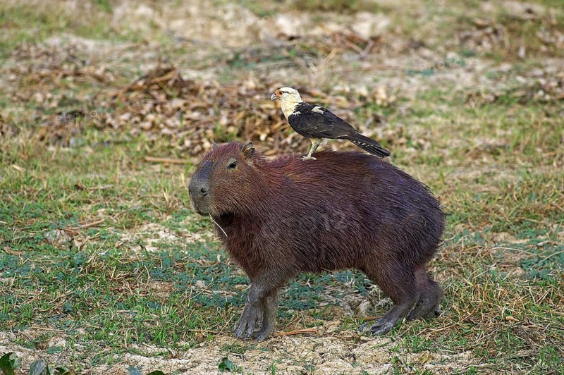 Capybara (hydrochoerus hydrochaeris) with yellow-headed caracara (milvago chimachima), the world's largest rodent, Los Lianos in Venezuela