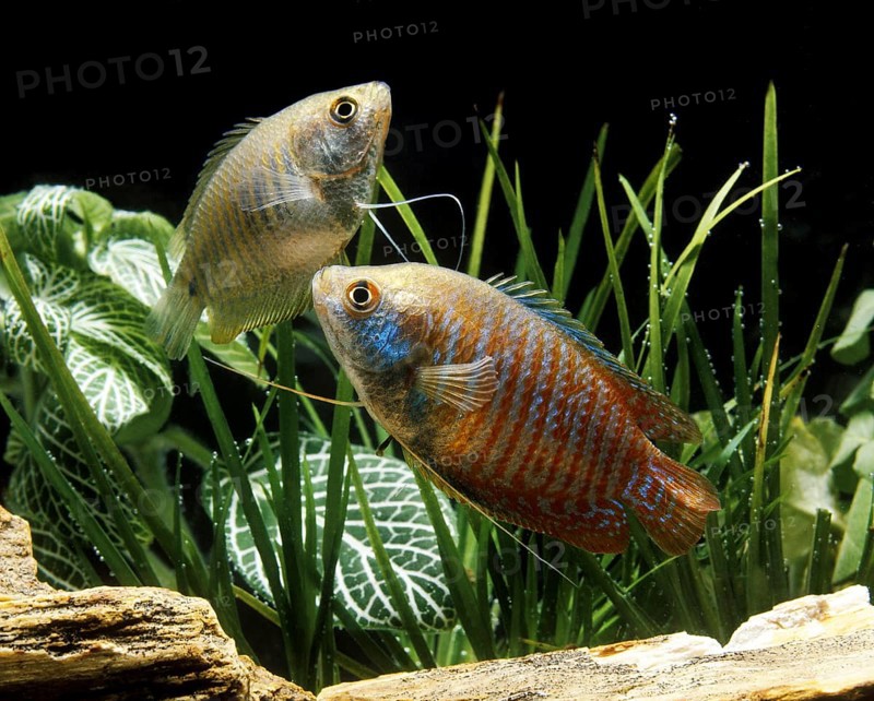 Dwarf gouramis (colisa lalia), Dwarf gouramis, Other Animals, Fish, Animals, Labyrinth Fish, Dwarf gouramis, Adults