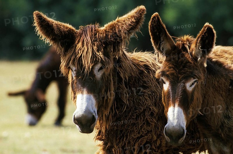Poitou donkey or Baudet du Poitou, a French breed, adult portrait