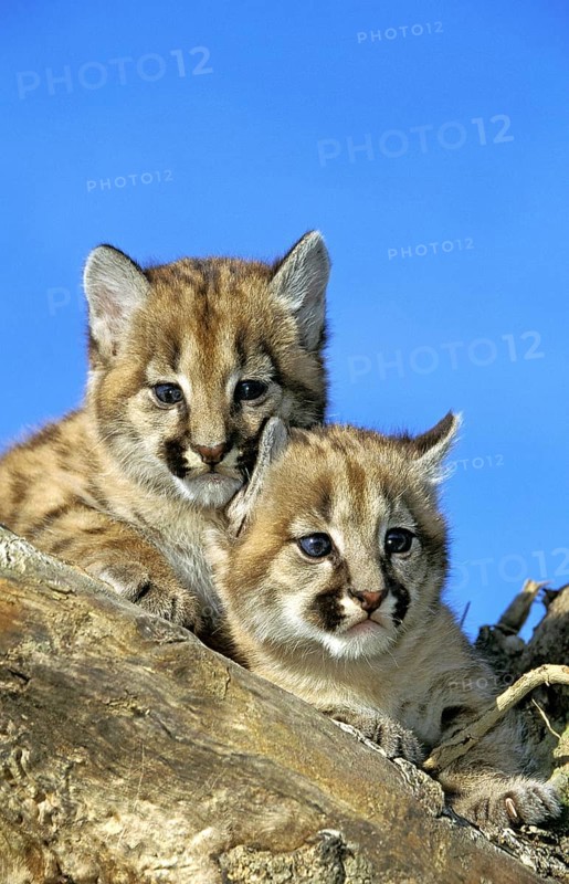 COUGAR (puma concolor), CUB ON STUMP, MONTANA
