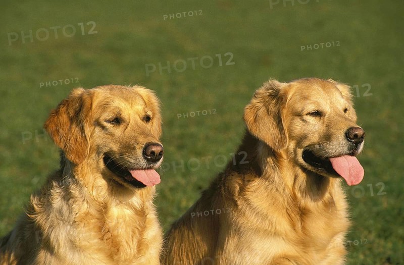 GOLDEN RETRIEVER, PORTRAIT OF ADULTS