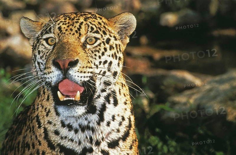 JAGUAR (panthera onca), PORTRAIT OF ADULT WITH OPEN MOUTH