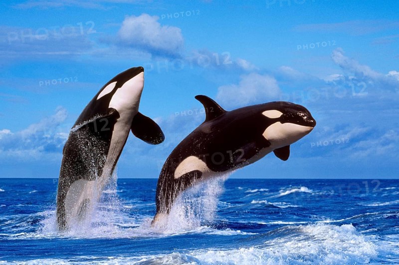 Killer whales (Orcinus orca)