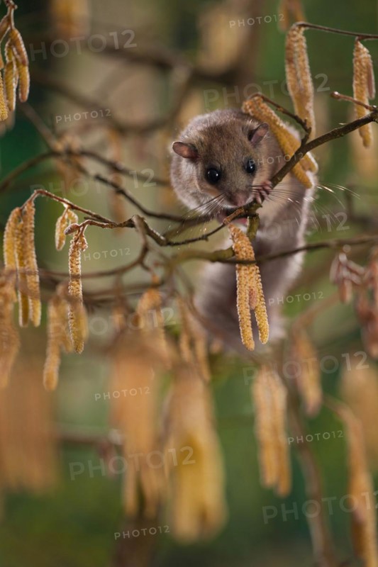 Hazel Edible dormouse (Glis glis), in hazel bush